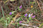 Catesby's gentian